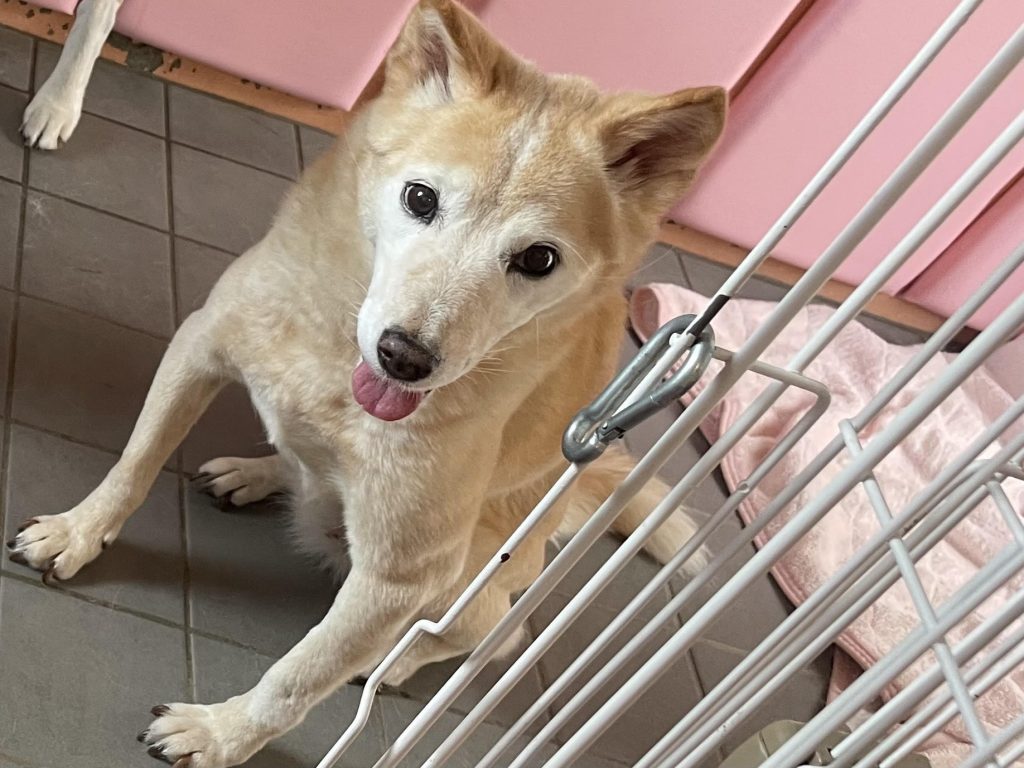 ワンだふるファミリーからの近況報告:2025年9日29日(月曜日) 19 f819d6428bc3e0b807315df1c9edf6b2