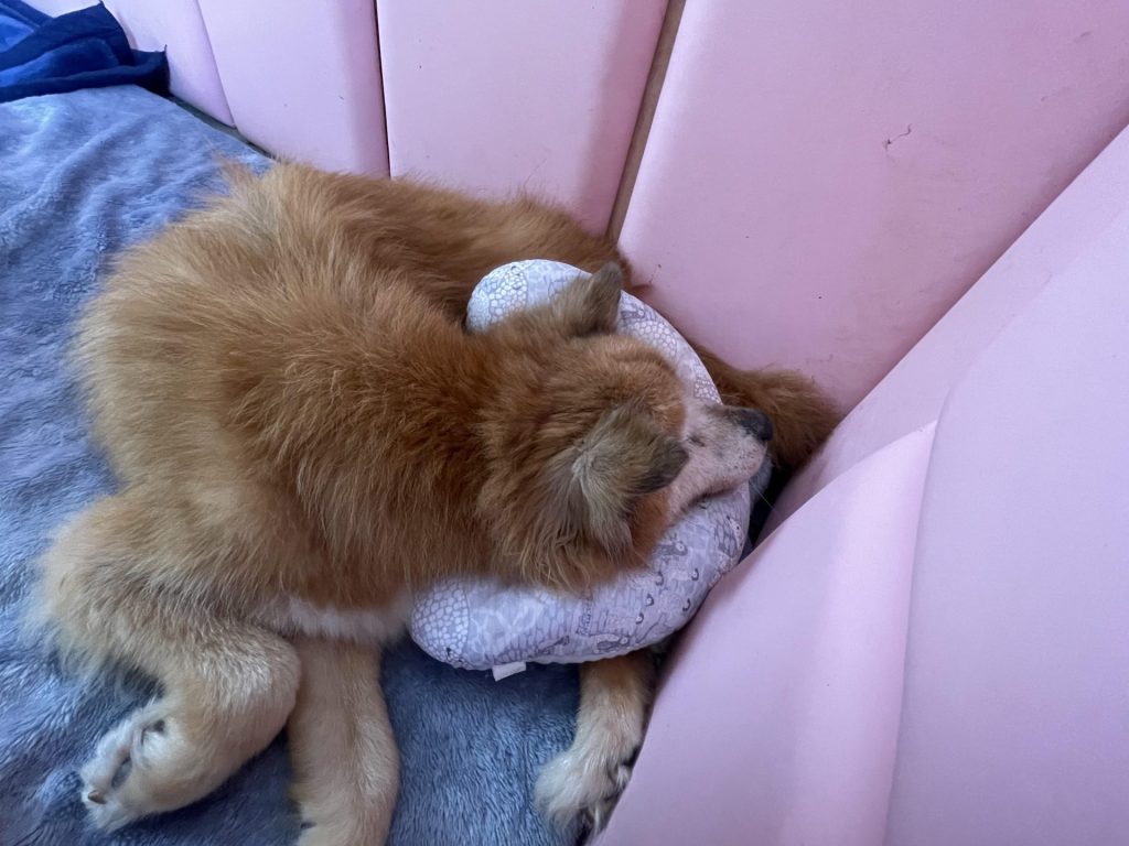 ワンだふるファミリーからの近況報告:2025年9日29日(月曜日) 20 96c5e7083b7f5e75861df96bdf02a35c