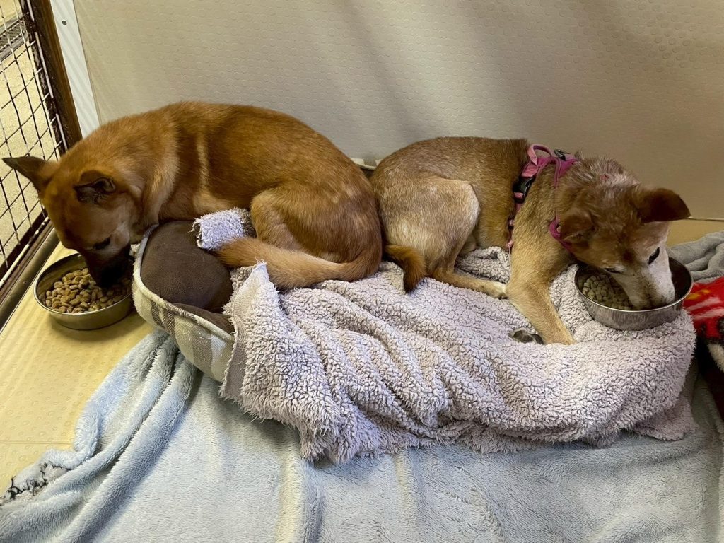 ワンだふるファミリーからの近況報告:2025年9日29日(月曜日) 22 f7ce1812e47236e085be5921c7eb9429