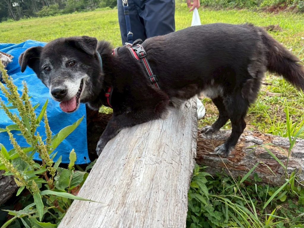 ワンだふるファミリーからの近況報告:2025年9日29日(月曜日) 23 24a43615bbe72df974b2cf5d530742df