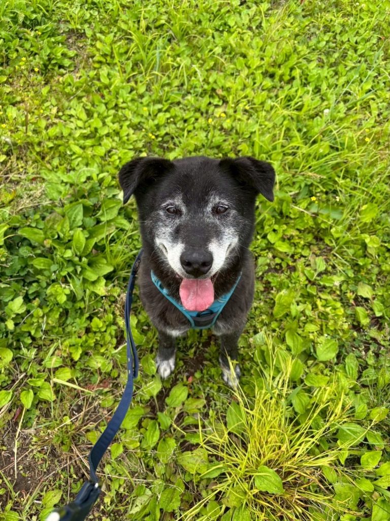 ワンだふるファミリーからの近況報告:2025年9日29日(月曜日) 24 4e96ba4a726c1de582a2b46442be9e90