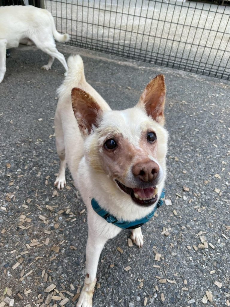 ワンだふるファミリーからの近況報告:2025年9日29日(月曜日) 25 3b843950cb1e1f5da5070fab27caaaf0