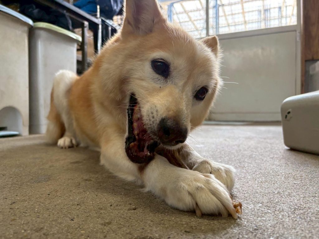 ワンだふるファミリーからの近況報告:2025年9日29日(月曜日) 26 eb7da564b15c8ab8d1081f5d8018f950