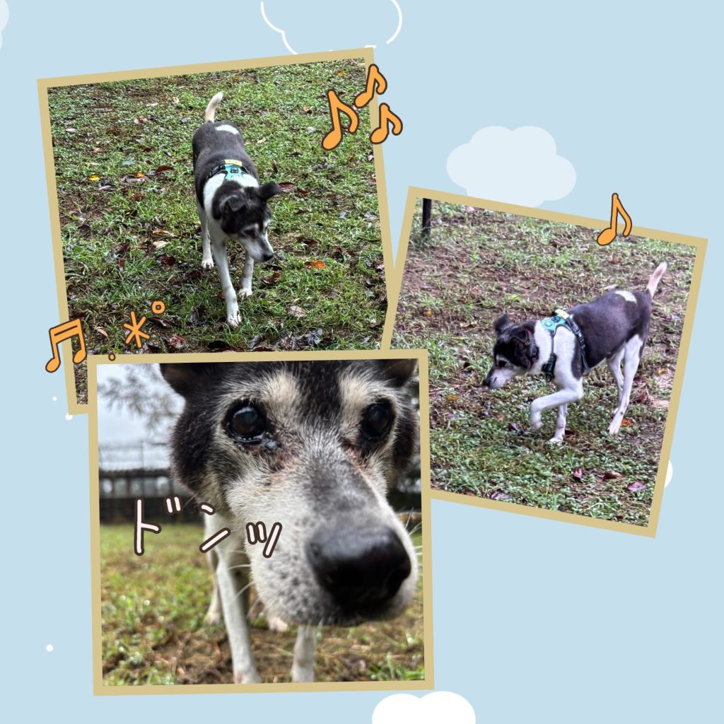 ワンだふるファミリーからの近況報告:2025年9日29日(月曜日) 27 068a7c37f21f55f81b6599c2e2df99f6