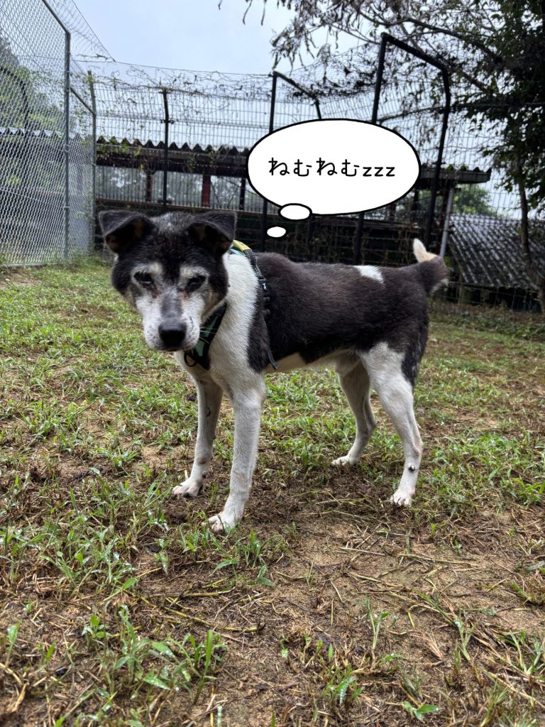 ワンだふるファミリーからの近況報告:2025年9日29日(月曜日) 28 023bcf6fb0ba0b4c2e0fa27b41ee5867