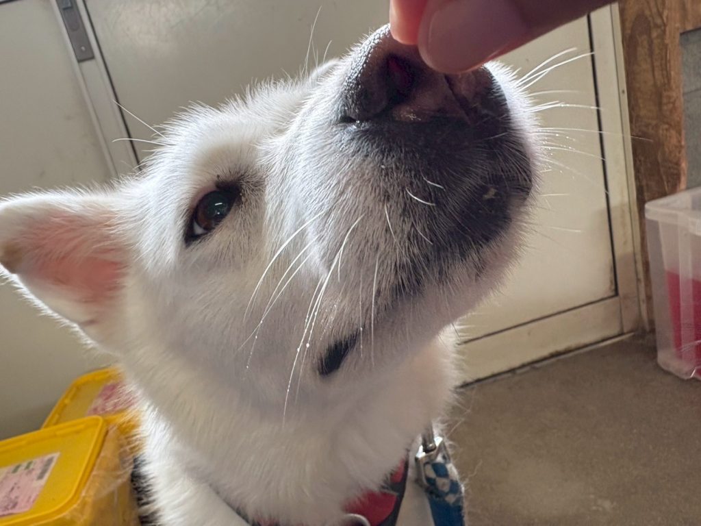 ワンだふるファミリーからの近況報告:2025年9日29日(月曜日) 29 f3dd01fee0aa4a5897dcf26669b8d6e1