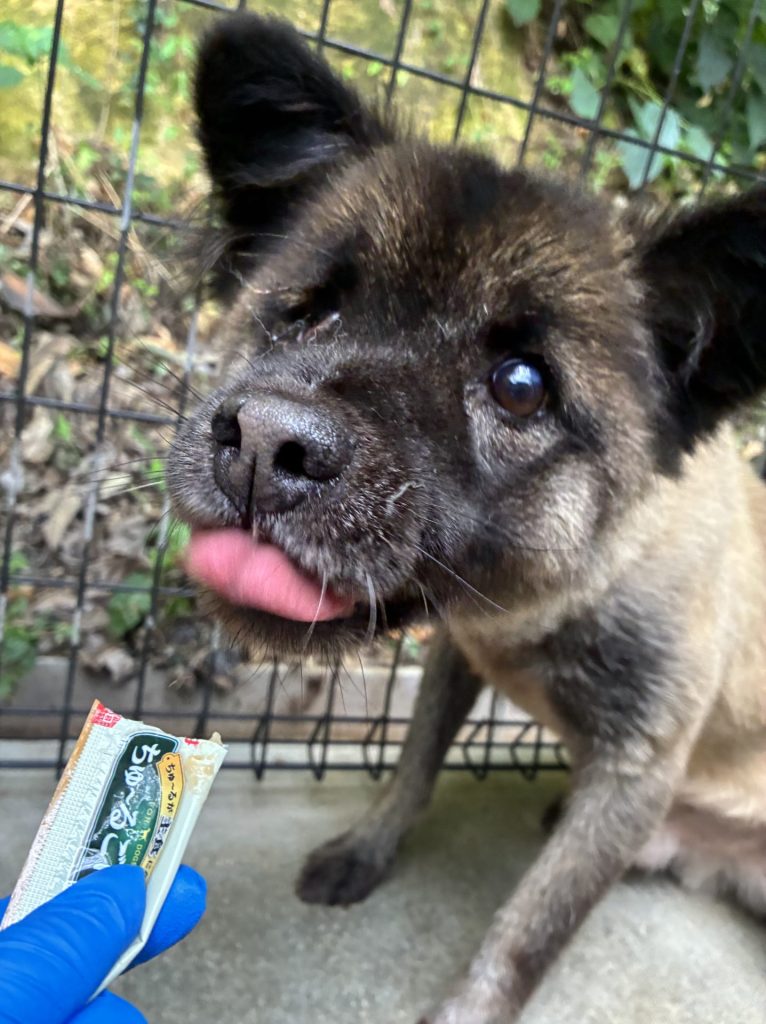 ワンだふるファミリーからの近況報告:2025年9日29日(月曜日) 30 91f55d42d900fa8d12f0974ed3050af1