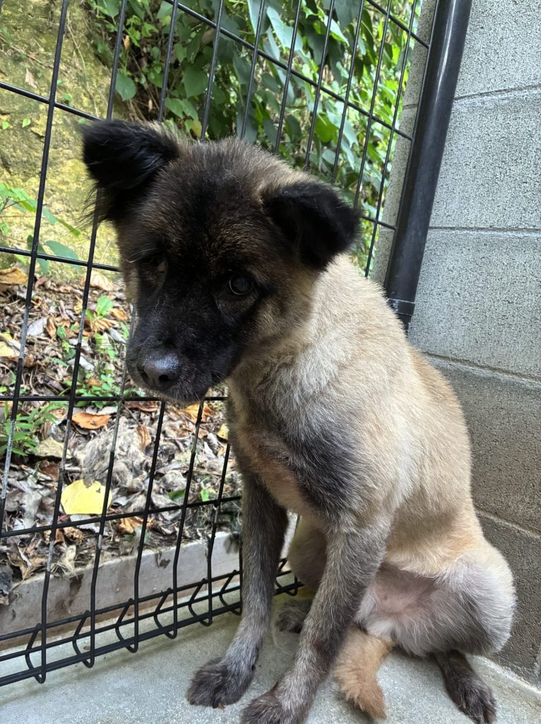 ワンだふるファミリーからの近況報告:2025年9日29日(月曜日) 31 c5870173d0d1e51b70b7db49b05c21da