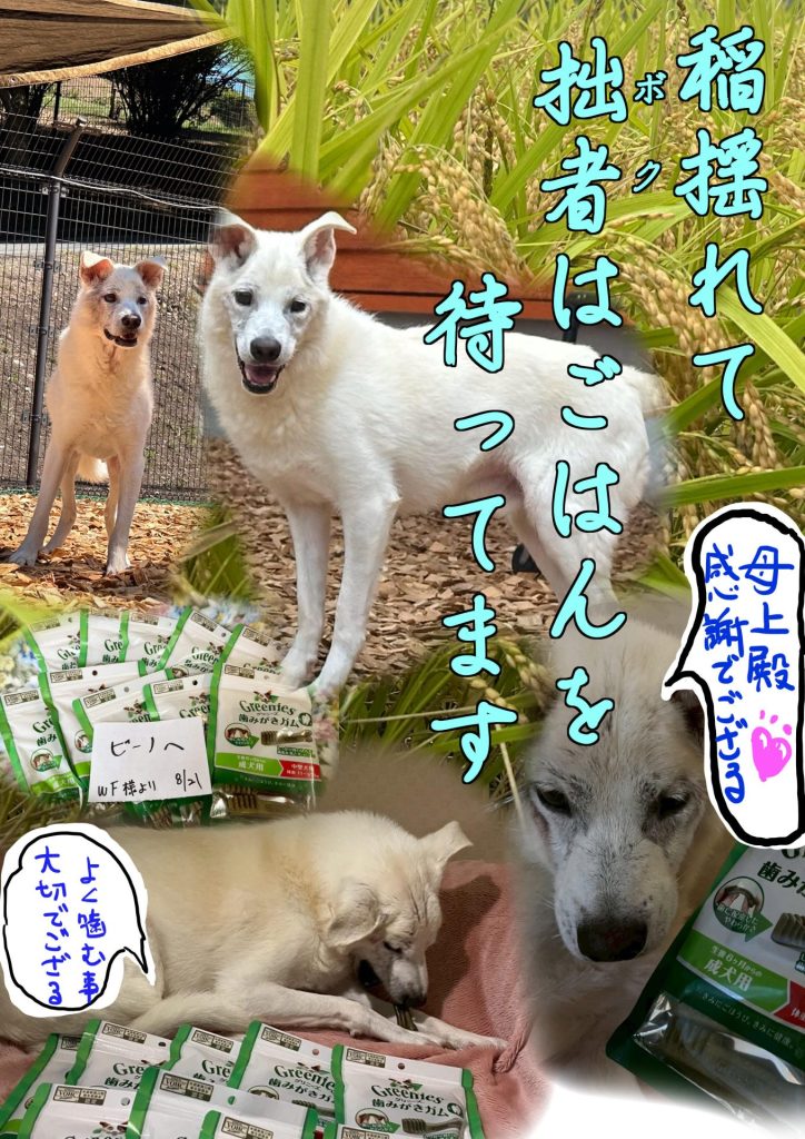 ワンだふるファミリーからの近況報告:2025年9日29日(月曜日) 13 b61a2ced515f9272bd8ec53bdf843539