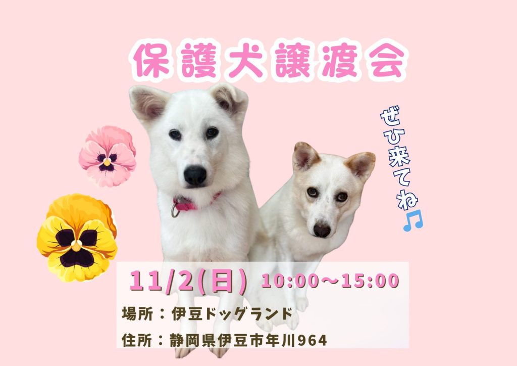 【ピースワンコの譲渡会】11/2(日)「保護犬譲渡会」を開催(静岡/伊豆市) 7 fcfea77cb115dd9c43f1fcac5518614b 1