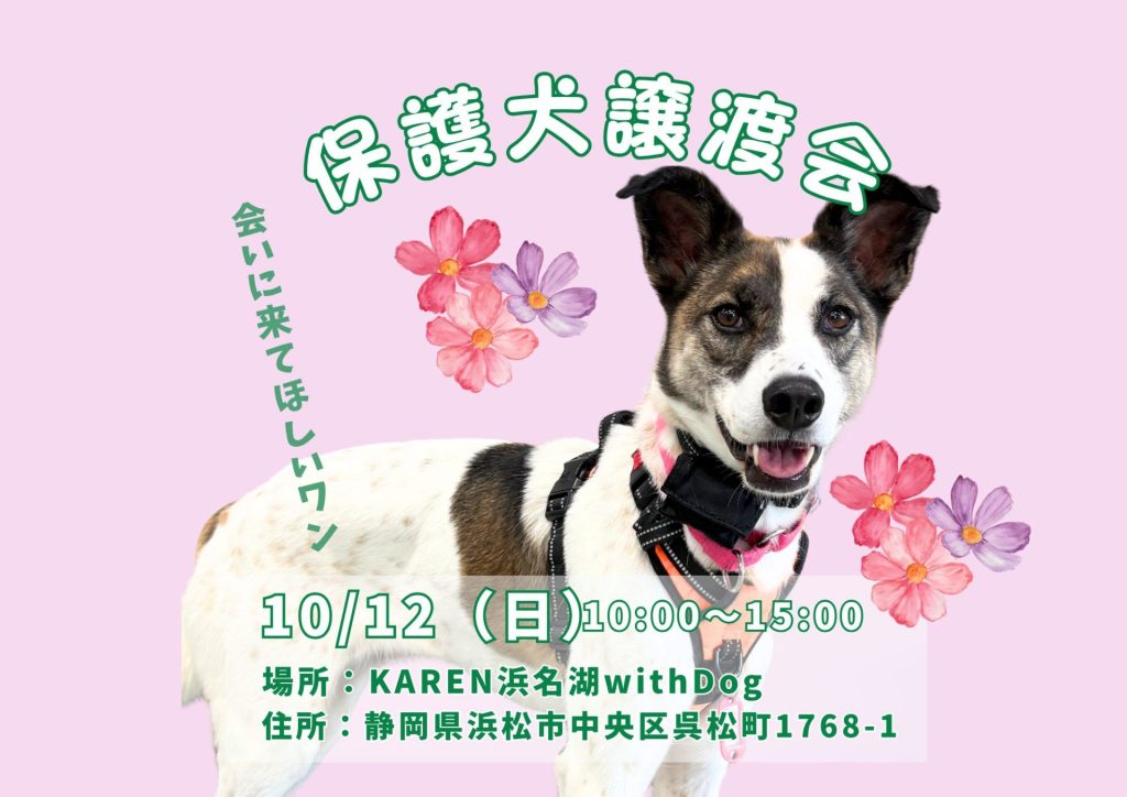 【ピースワンコの譲渡会】10/12(日)「保護犬譲渡会」を開催(静岡/浜松市) 12 08982a97c7c047b43abd1a5409ef77ba
