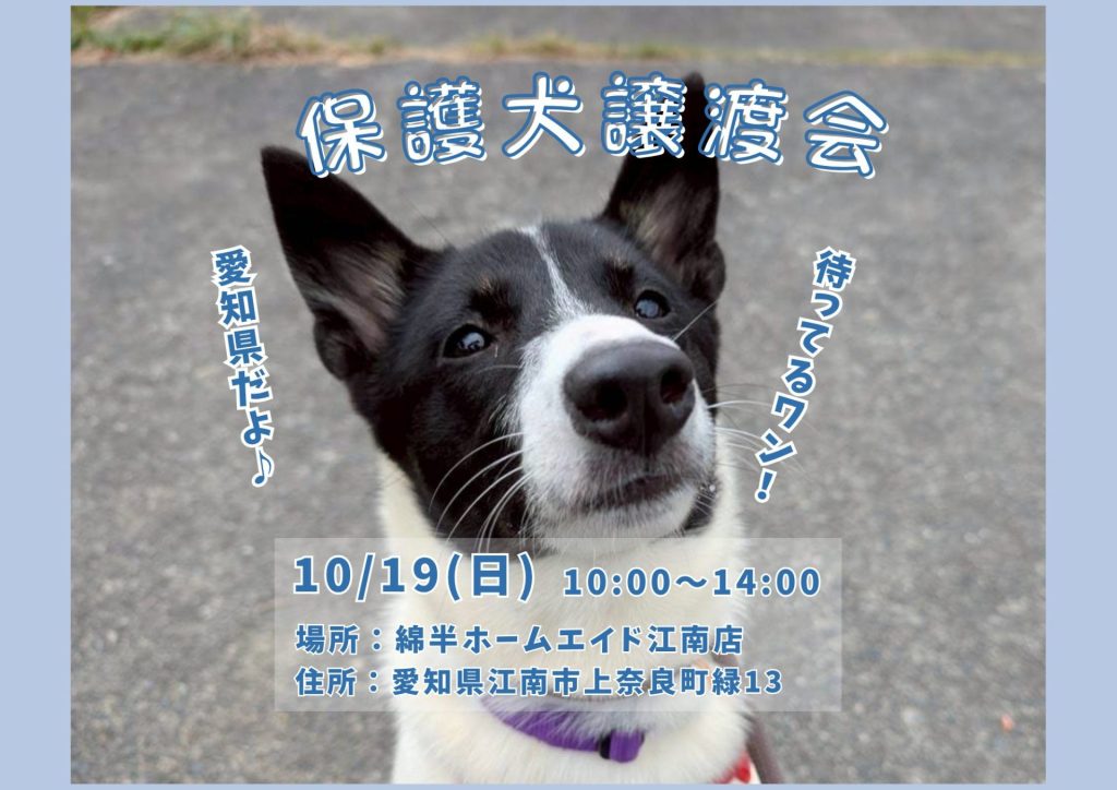 【ピースワンコの譲渡会】10/19(日)保護犬譲渡会(愛知/江南市) 11 be548c287e0be1efe1e2caeb45a9c4e4