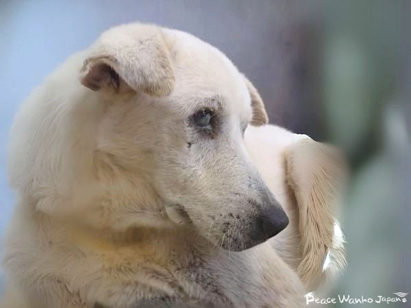 【保護活動】動物愛護センターからの引き出し(9月23日) 2 20251003 2 1