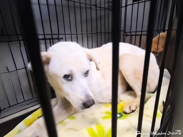【保護活動】動物愛護センターからの引き出し(9月23日) 6 20251003 2i