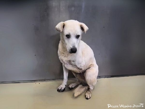 【保護活動】動物愛護センターからの引き出し(9月23日) 5 20251003 2 3 1