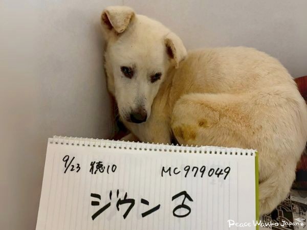 【保護活動】動物愛護センターからの引き出し(9月23日) 7 20251003 2h