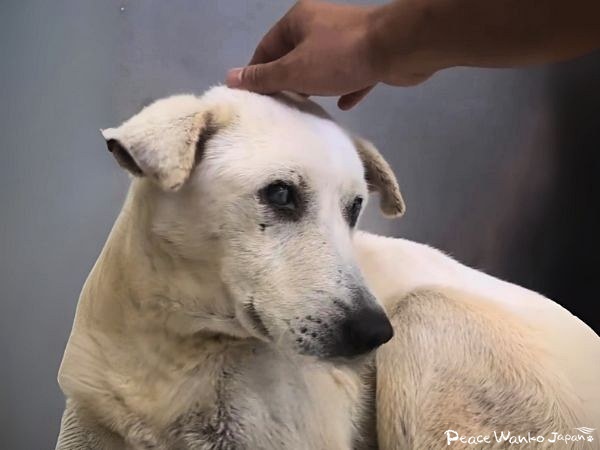 【保護活動】動物愛護センターからの引き出し(9月23日) 9 20251003 2 4