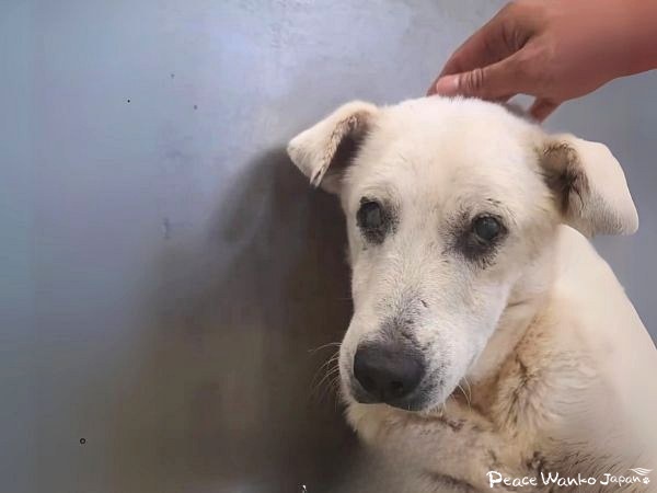 【保護活動】動物愛護センターからの引き出し(9月23日) 8 20251003 2g