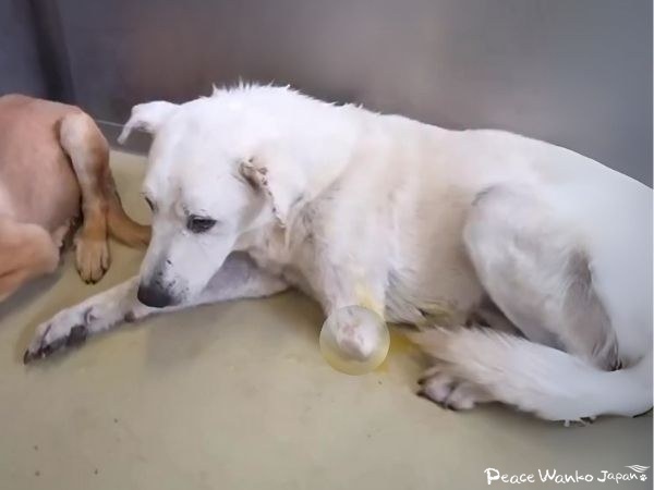 【保護活動】動物愛護センターからの引き出し(9月23日) 3 20251003 2 2 1