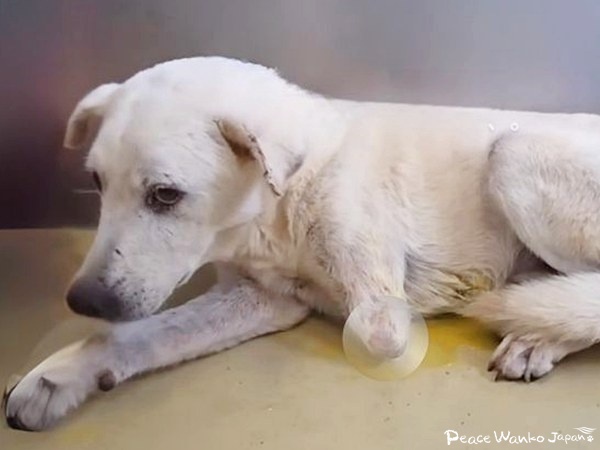 【保護活動】動物愛護センターからの引き出し(9月23日) 4 20251003 2 33