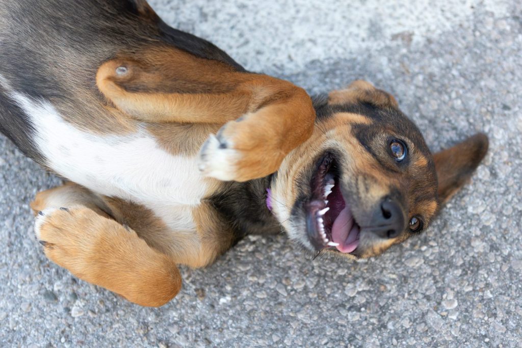 6 AdobeStock 919014253