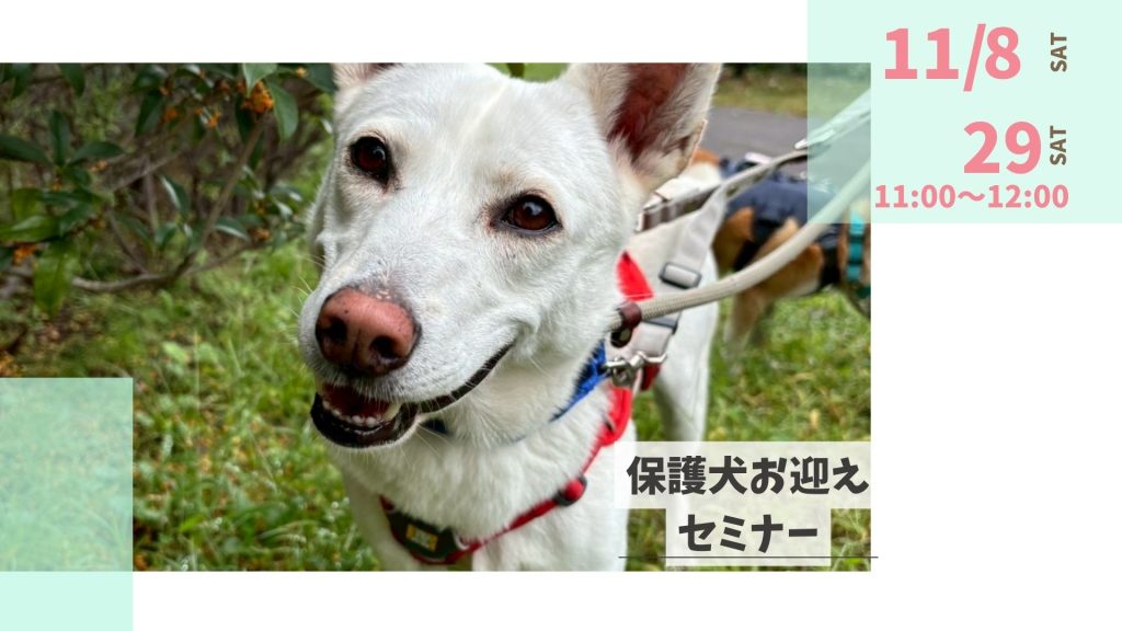 【ピースワンコのイベント】11/8(土)、29(土)保護犬お迎えセミナー を開催(世田谷譲渡センター) 11 a6d03587a050f86efc04571fa268d67c