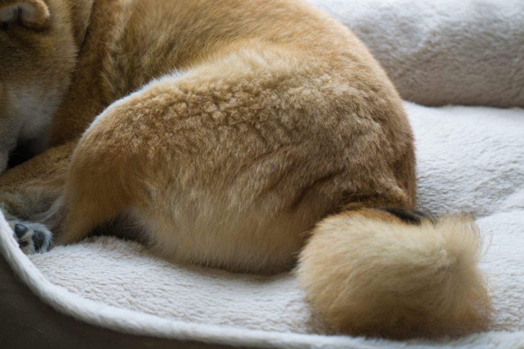 犬の換毛期はいつ?抜け毛の理由と正しいお手入れ・受診の目安まで詳しく解説【獣医師監修】 2 e3d049bacd8fa298a080c6391d7e207f