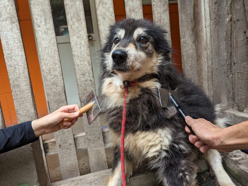 犬の換毛期はいつ?抜け毛の理由と正しいお手入れ・受診の目安まで詳しく解説【獣医師監修】 5 f5f1aa7236e75d3b51633e39c55d3c7f