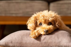 犬の換毛期はいつ?抜け毛の理由と正しいお手入れ・受診の目安まで詳しく解説【獣医師監修】 6 fce405f5f2af1b999a77a91da2a9322e