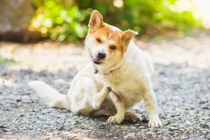 犬の換毛期はいつ?抜け毛の理由と正しいお手入れ・受診の目安まで詳しく解説【獣医師監修】 8 7152f7a287dd6d0f9763ebab873b9257