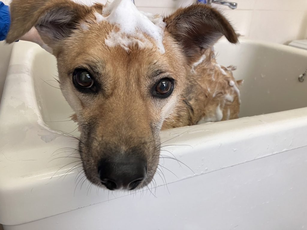 犬の換毛期はいつ?抜け毛の理由と正しいお手入れ・受診の目安まで詳しく解説【獣医師監修】 10 eef36709df5337217680c265c373e765