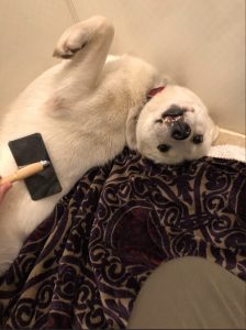 犬の換毛期はいつ?抜け毛の理由と正しいお手入れ・受診の目安まで詳しく解説【獣医師監修】 11 16760fd53f22c1a32f580de47088bcc0