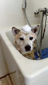 犬の換毛期はいつ?抜け毛の理由と正しいお手入れ・受診の目安まで詳しく解説【獣医師監修】 12 3bb56bca3acb3ae067d83debcf1a7958