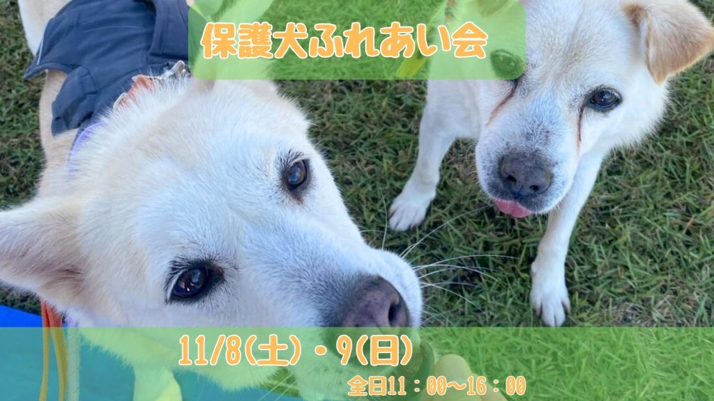 【ピースワンコのイベント】11/8(土)、9(日)「保護犬ふれあい会」を開催(福岡譲渡センター) 1 df96e047b454bda68df55693de291089