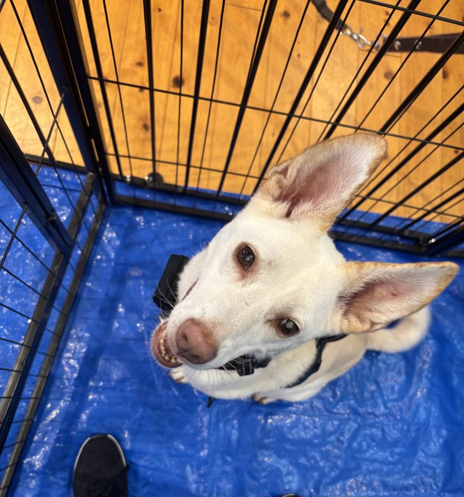 b0f10ac9717d121a71b093fb4abd8b5a