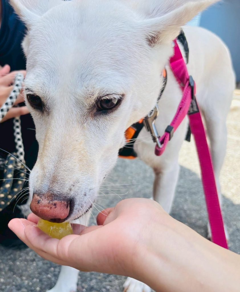 86a4f2a3c0837648c4d73e07b40f8082