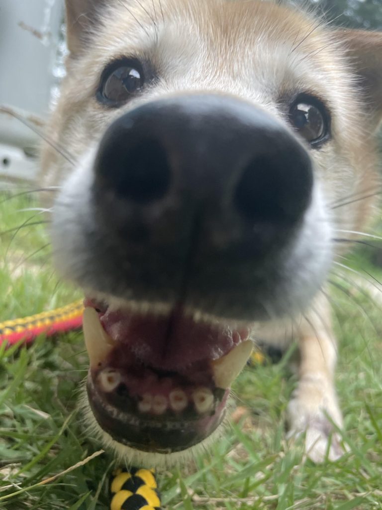 68493c20833e2cf9fee7c648368e51de