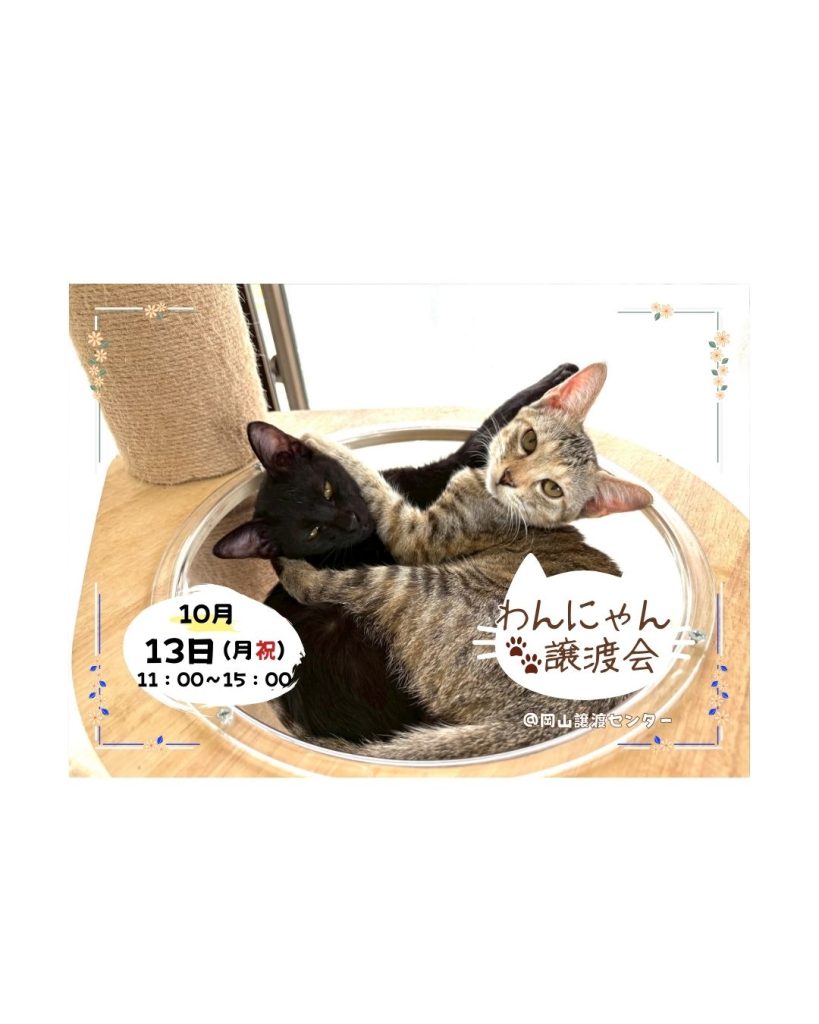【ピースワンコのイベント】10/13(月祝)「わんにゃん譲渡会」を開催(岡山譲渡センター) 8 3