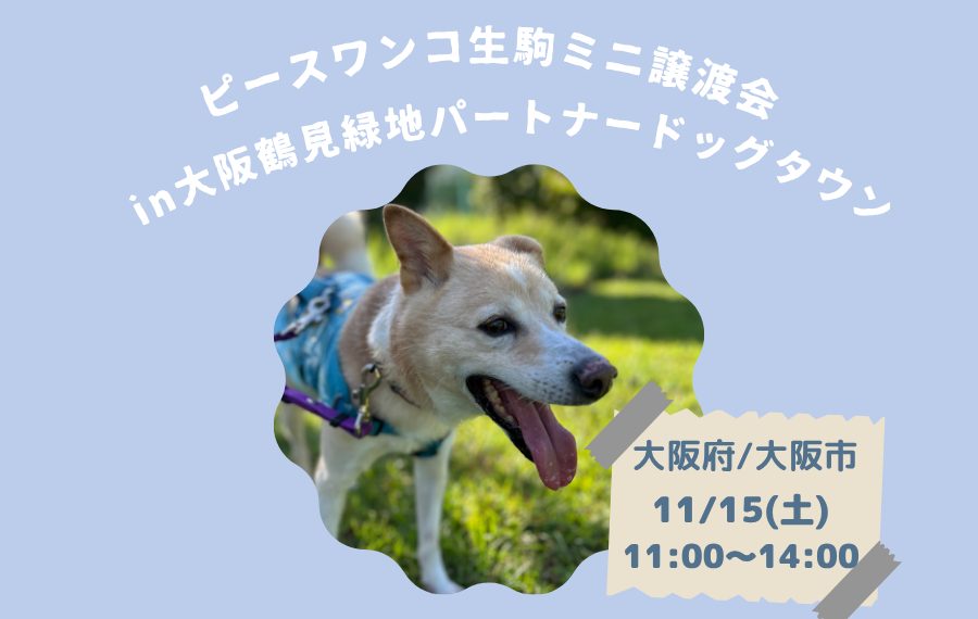 【ピースワンコの譲渡会】11/15(土)「ミニ譲渡会in大阪鶴見緑地パートナードッグタウン」開催(大阪/大阪市) 9 4