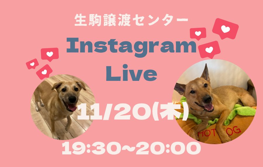 【ピースワンコのイベント】11/20(木)インスタライブ(生駒譲渡センター) 8 3 1