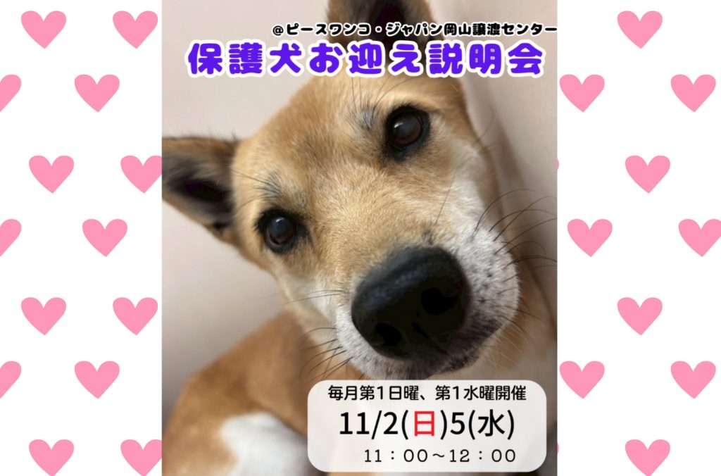 【ピースワンコのイベント】11/5(水) 「保護犬お迎え説明会」(岡山譲渡センター) 1 Picsart 25 10 06 18 54 42 818