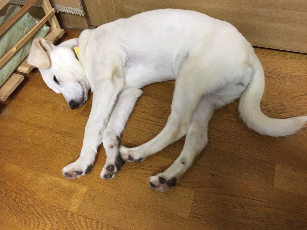 犬の寝言には理由がある?寝言の意味から注意点、正しい対処法まで解説【獣医師監修】 2 03202781d690003e09a6bce3f2900c08