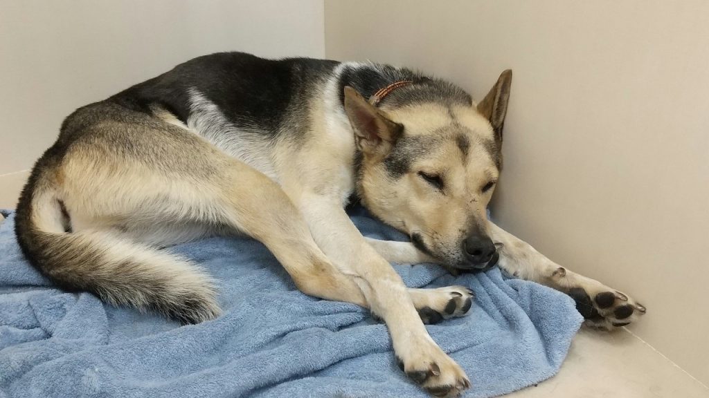 犬の寝言には理由がある?寝言の意味から注意点、正しい対処法まで解説【獣医師監修】 5 d40f4fc407ab47552c894f796e960a92