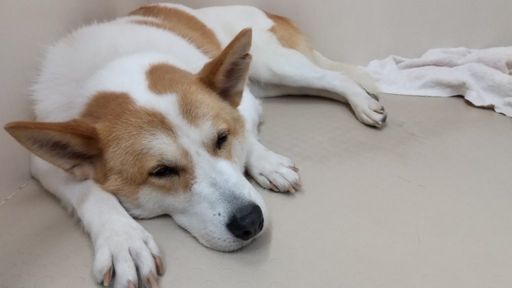 犬の寝言には理由がある?寝言の意味から注意点、正しい対処法まで解説【獣医師監修】 6 74c33f26ea2fbec2d418b4d9d8950c97