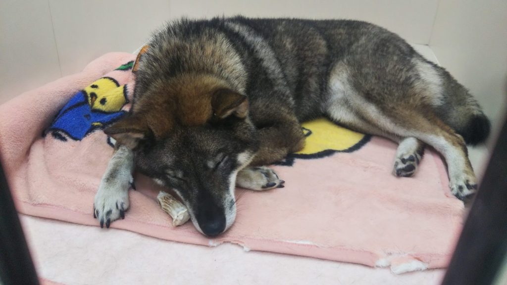 犬の寝言には理由がある?寝言の意味から注意点、正しい対処法まで解説【獣医師監修】 7 047a5b9354a661b9f6991fa95da171e0