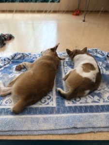 犬の寝言には理由がある?寝言の意味から注意点、正しい対処法まで解説【獣医師監修】 9 25bd95d29f4b60fb0ab4680e29ba30d7