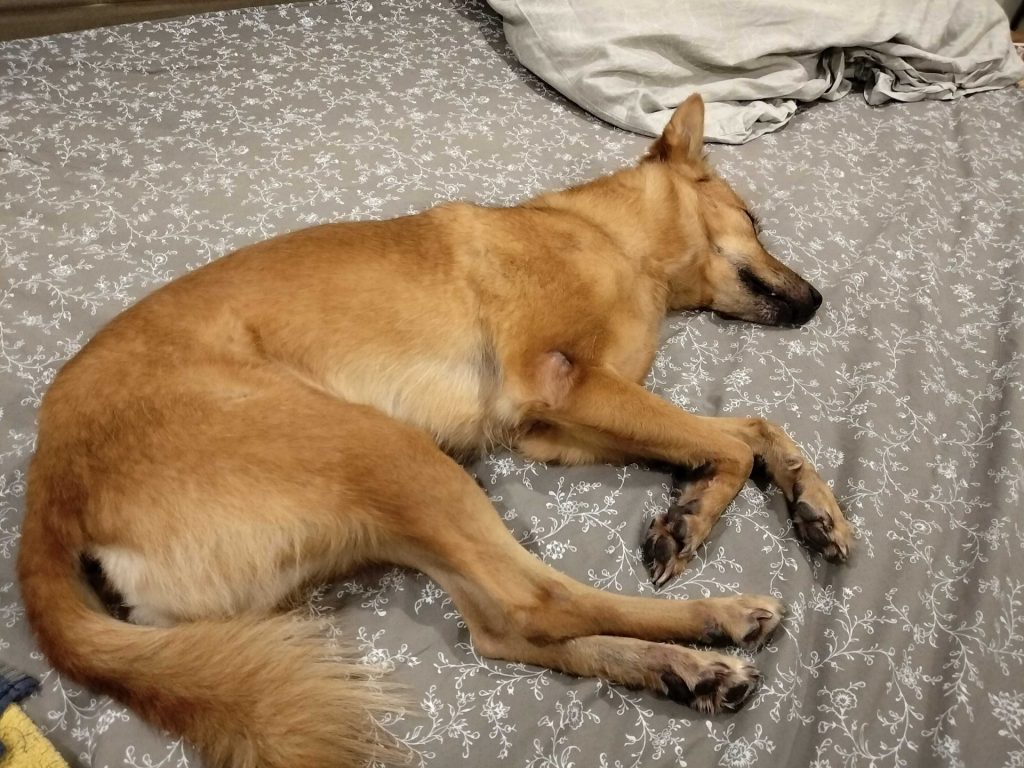 犬の寝言には理由がある?寝言の意味から注意点、正しい対処法まで解説【獣医師監修】 11 89969cdf47c59b7fb23692366f749111