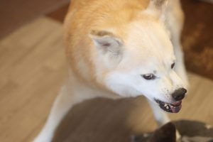 犬の寝言には理由がある?寝言の意味から注意点、正しい対処法まで解説【獣医師監修】 13 4617b5b4e52211683a53a12f9c9789af