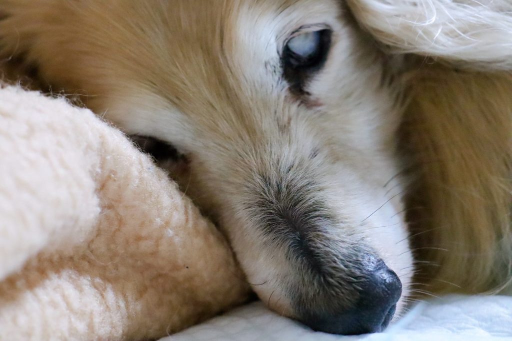 犬の寝言には理由がある?寝言の意味から注意点、正しい対処法まで解説【獣医師監修】 14 1eb6b7f253de95330264e0b7d31347f7