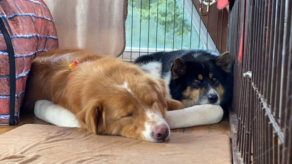 犬の寝言には理由がある?寝言の意味から注意点、正しい対処法まで解説【獣医師監修】 15 a44bc50697e8f85903bfc1821ddb476a